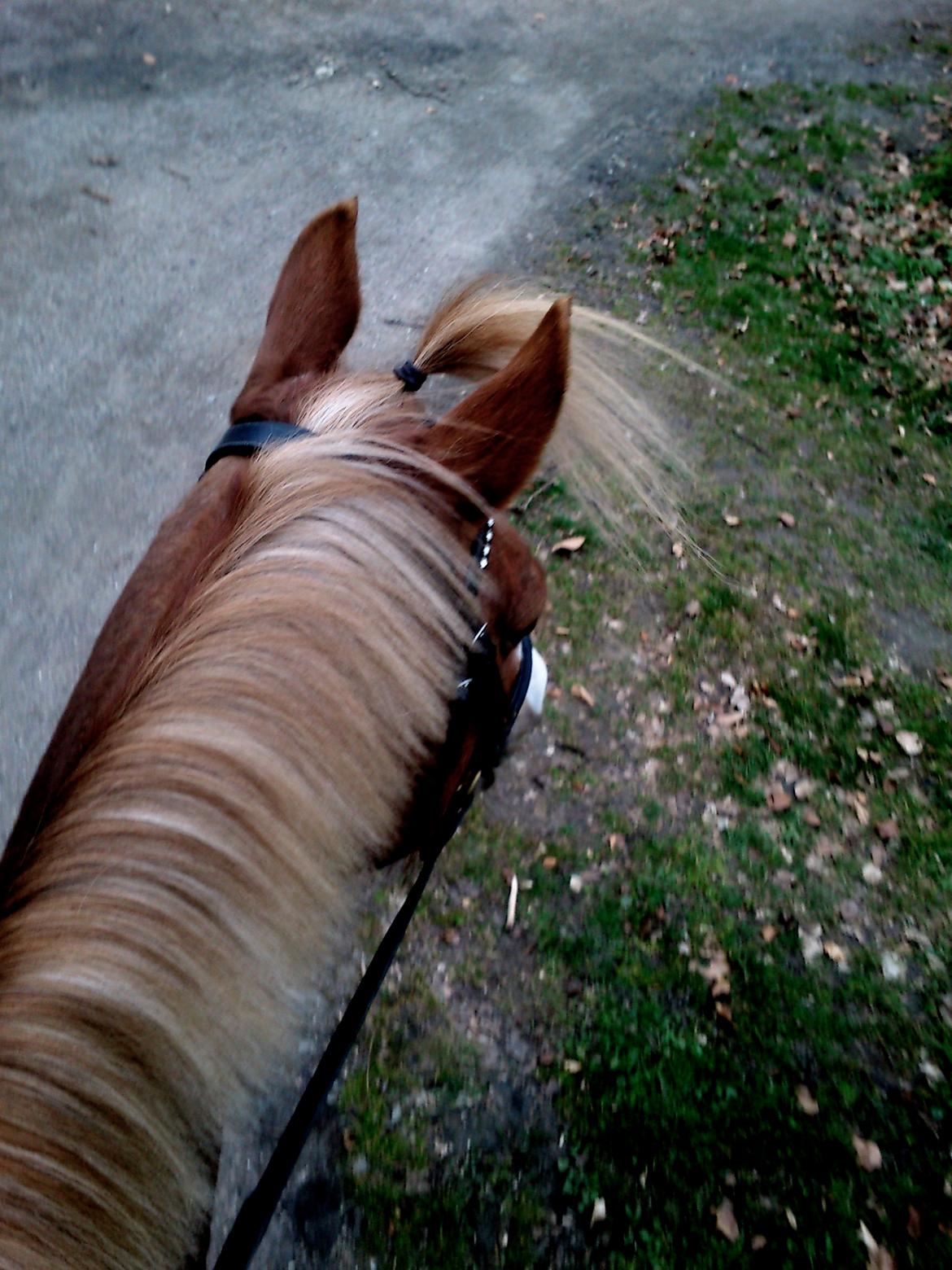 New Forest Indian Princess billede 18