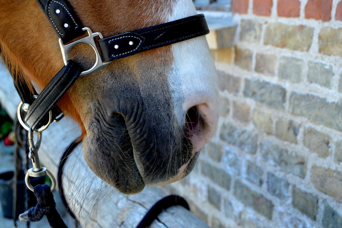 New Forest Indian Princess billede 19