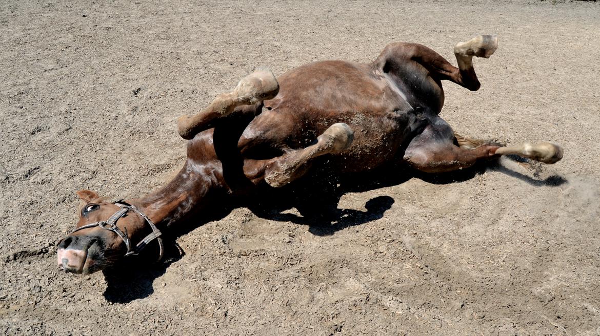 New Forest Indian Princess billede 20