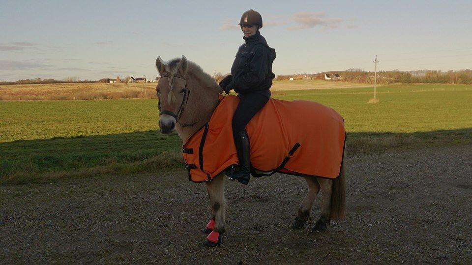 Fjordhest Hovgårdens Scarlett billede 4