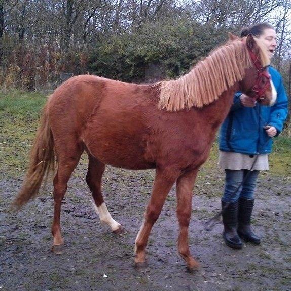 Welsh Partbred (Sec F) Sinti"s Sweet Chili <3 billede 23