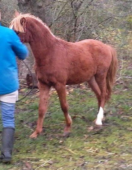 Welsh Partbred (Sec F) Sinti"s Sweet Chili <3 billede 24