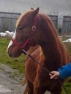 Welsh Partbred (Sec F) Sinti"s Sweet Chili <3 billede 25