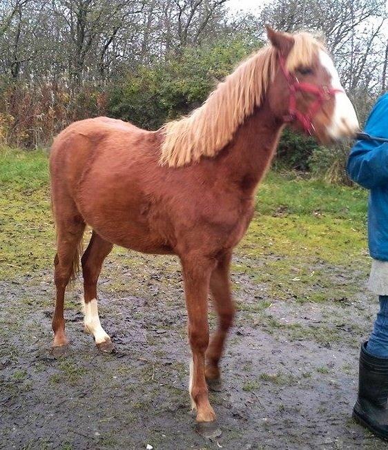 Welsh Partbred (Sec F) Sinti"s Sweet Chili <3 billede 26