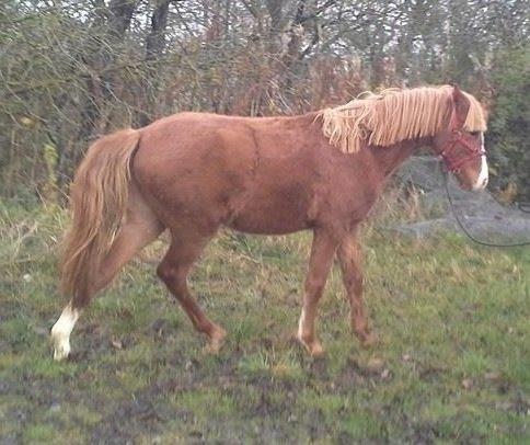 Welsh Partbred (Sec F) Sinti"s Sweet Chili <3 billede 27