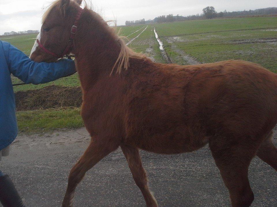 Welsh Partbred (Sec F) Sinti"s Sweet Chili <3 billede 28