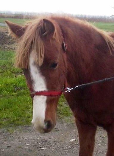 Welsh Partbred (Sec F) Sinti"s Sweet Chili <3 billede 29