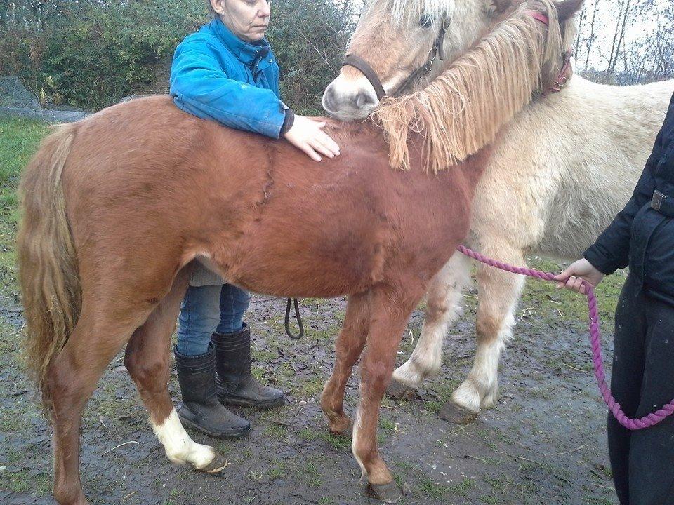 Welsh Partbred (Sec F) Sinti"s Sweet Chili <3 billede 30