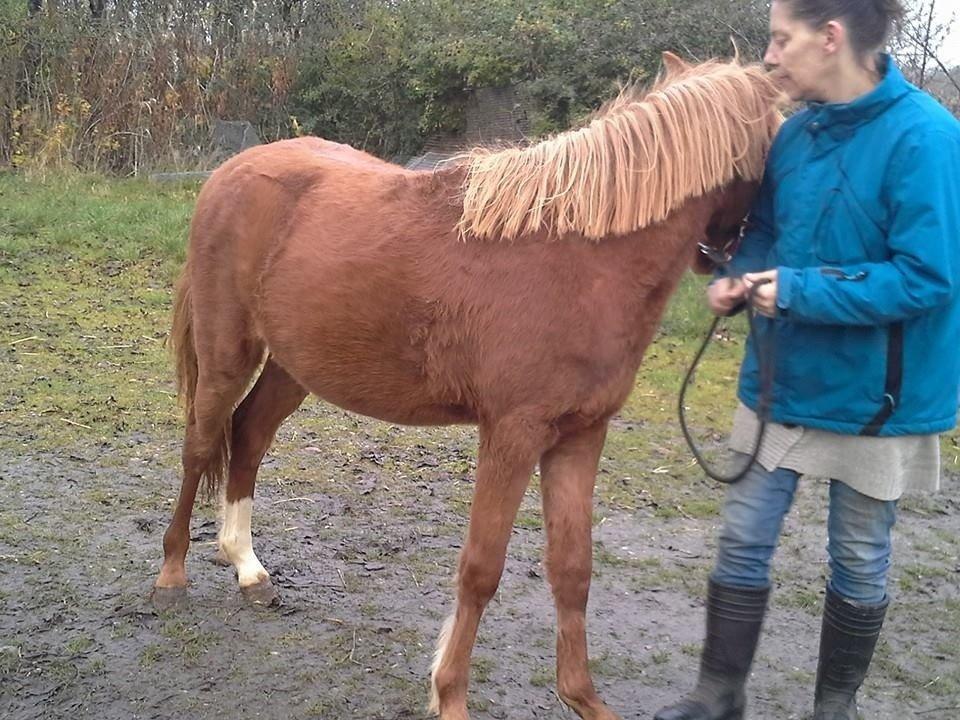 Welsh Partbred (Sec F) Sinti"s Sweet Chili <3 billede 31