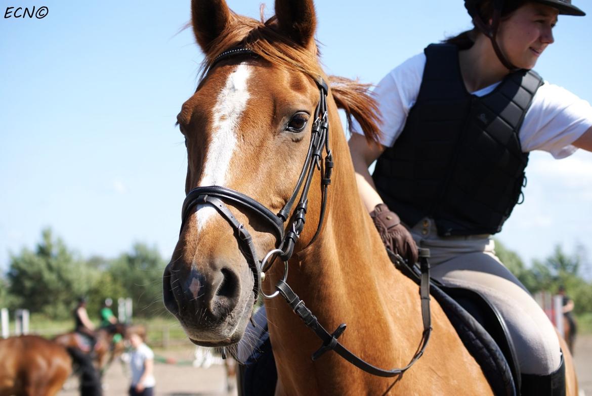 Dansk Varmblod Capri Tågerup - Velkommen til Capri's profil :-) billede 1