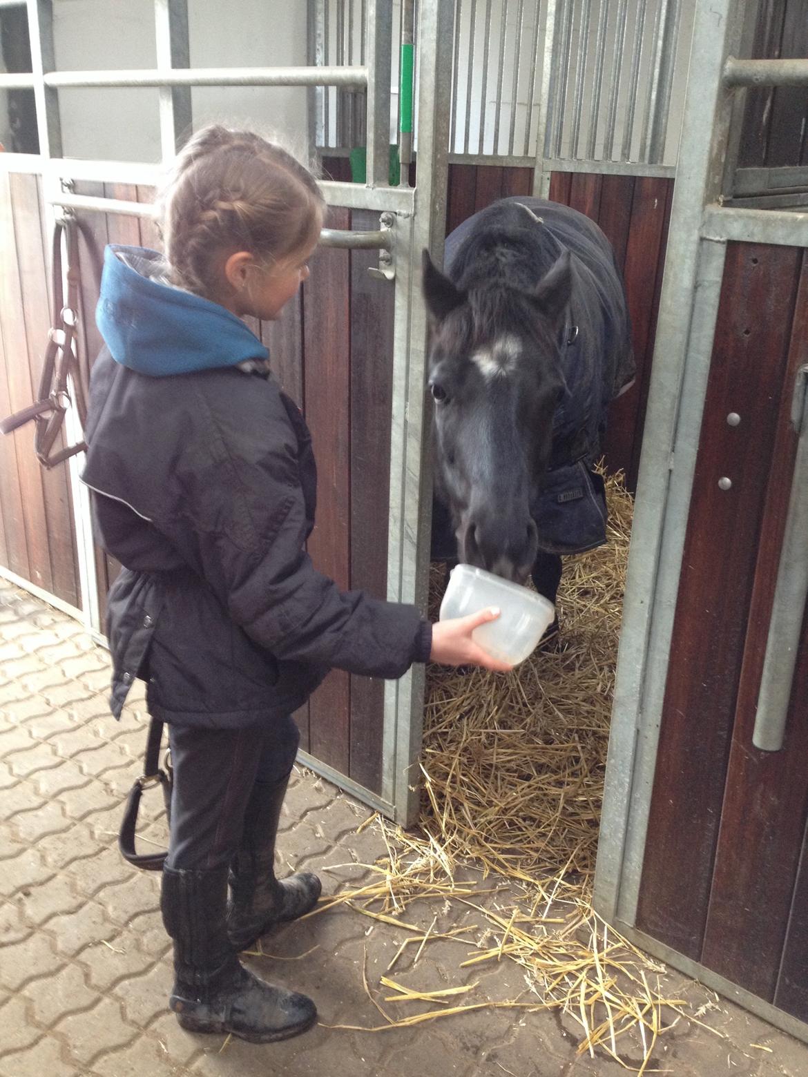 Anden særlig race Maccoya - solgt - tidligere pony :-) billede 7