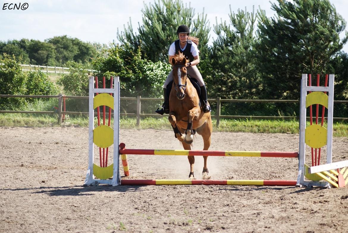 Dansk Varmblod Capri Tågerup billede 10