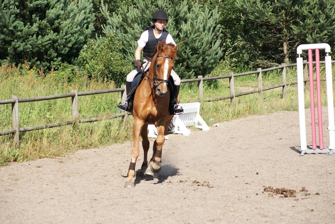 Dansk Varmblod Capri Tågerup billede 9