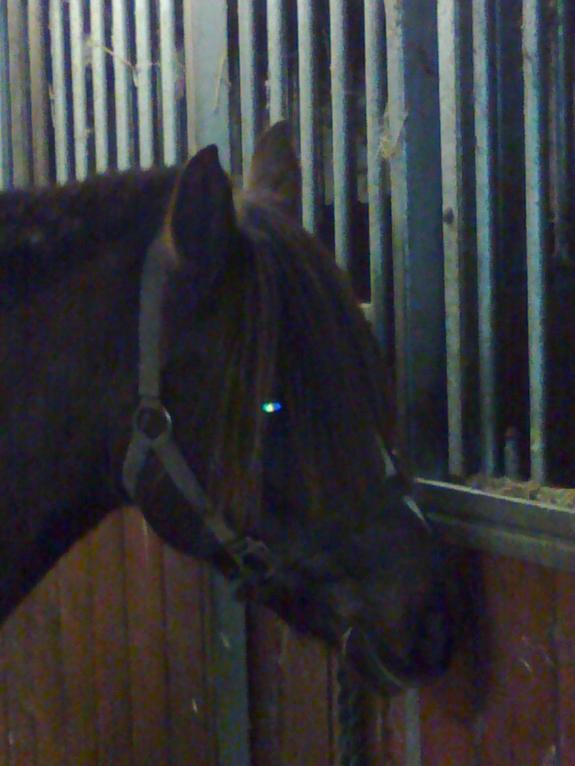 Welsh Pony (sec B) Præstetoftens Für Elise - Det er Elise flotte hoved. billede 2