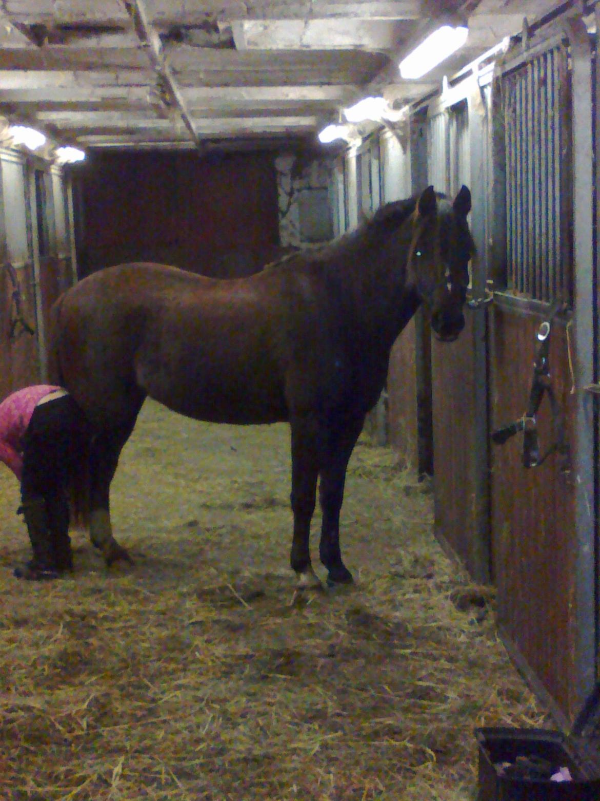 Welsh Pony (sec B) Præstetoftens Für Elise - Det er Elise på staldgangen hvor hun få en strigletur fra Ciliane. billede 3