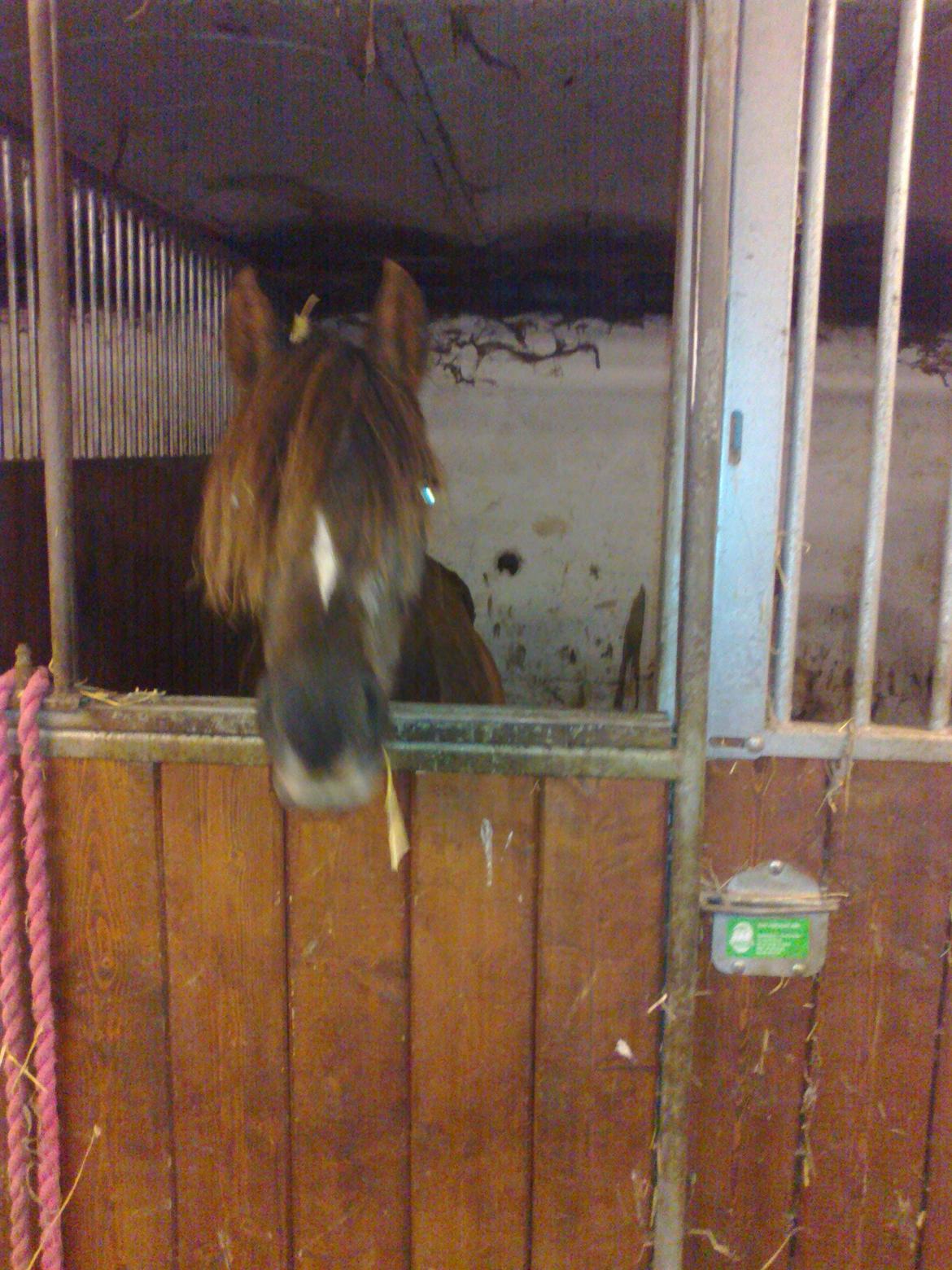 Welsh Pony (sec B) Præstetoftens Für Elise - Der er Elise ind henne ny boks. billede 1
