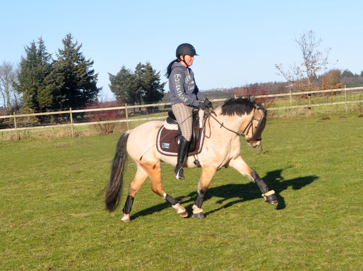 Welsh Pony af Cob-type (sec C) Gribsvads Little Hector billede 15