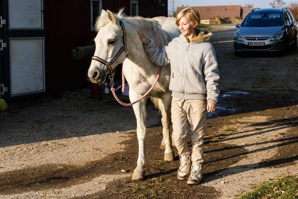 Connemara Katrinebjergs Komtesse | Tøsen [Himmelhest] - Oktober 2011. Dagen inden aflivningen. billede 4