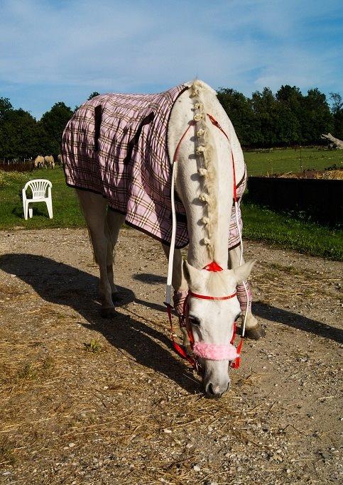 Connemara Katrinebjergs Komtesse | Tøsen [Himmelhest] - August 2011 billede 5