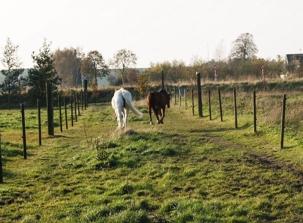 Connemara Katrinebjergs Komtesse | Tøsen [Himmelhest] - Oktober 2011. Dagen inden aflivningen. billede 20
