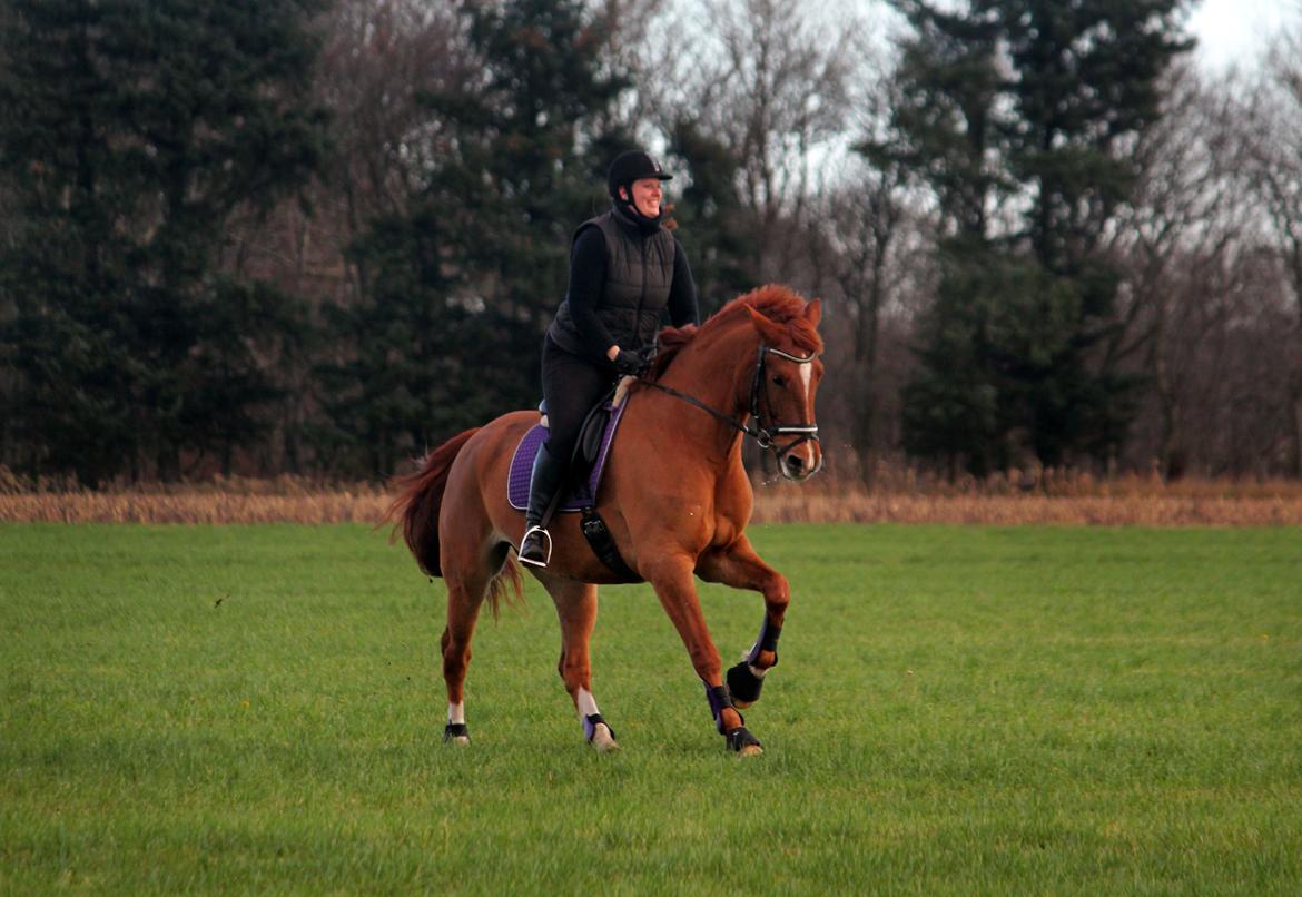 Anden særlig race Athene (SOLGT) - NYT: Athene og mig hygger med efterårs træning på marken :) billede 4
