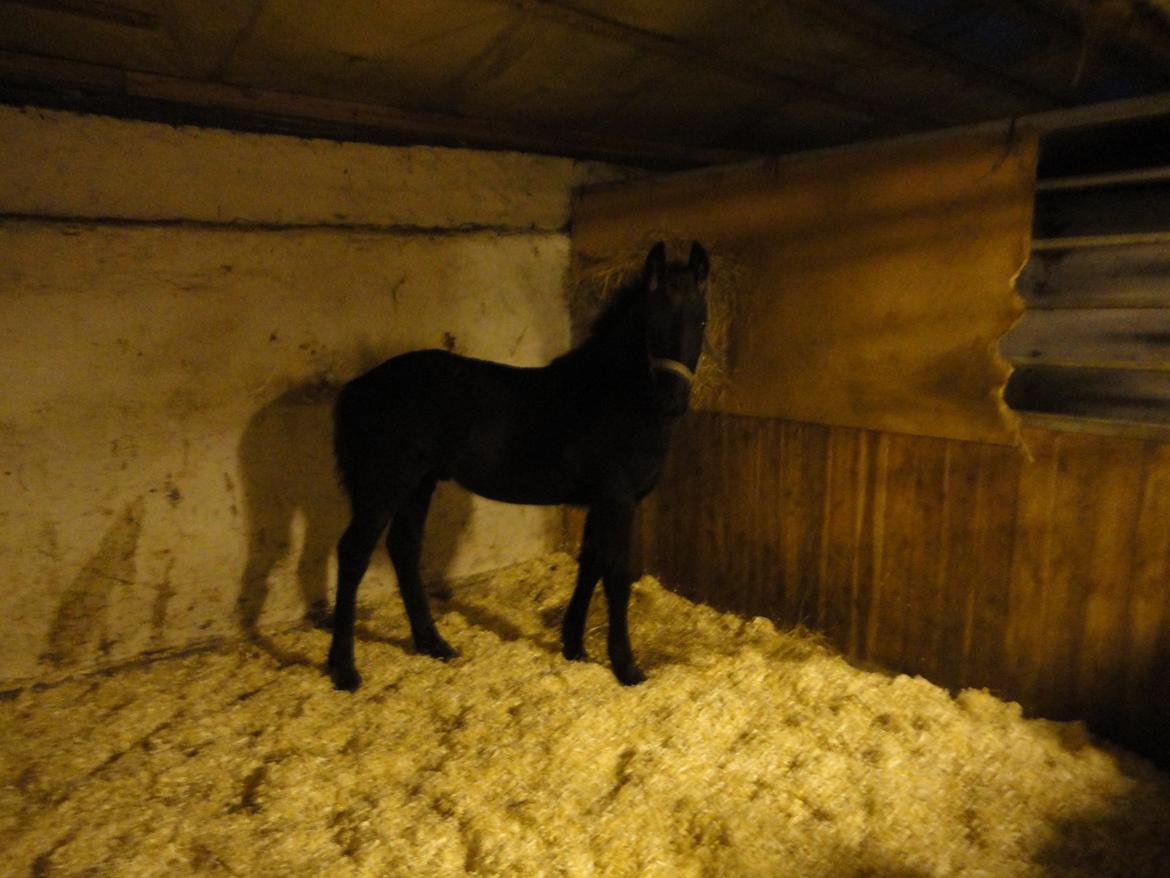 Frieser cardo.   solgt  billede 9