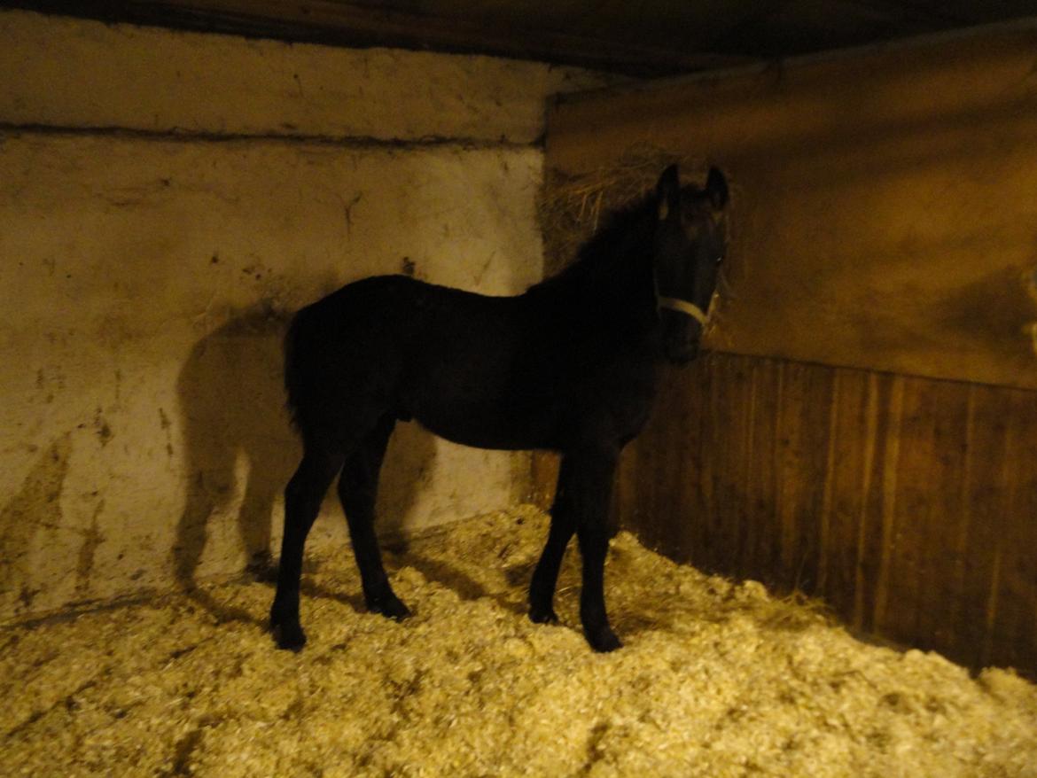 Frieser cardo.   solgt  billede 10