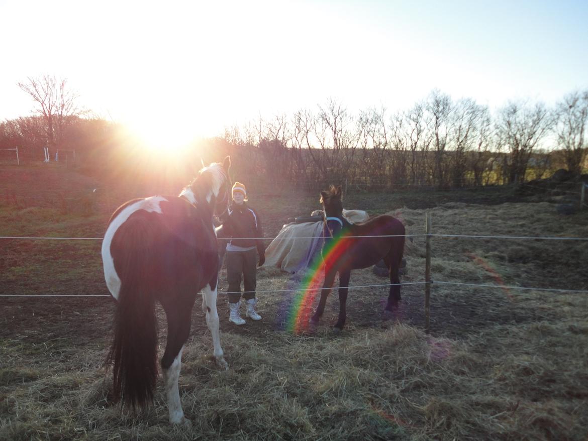 Frieser cardo.   solgt  billede 12