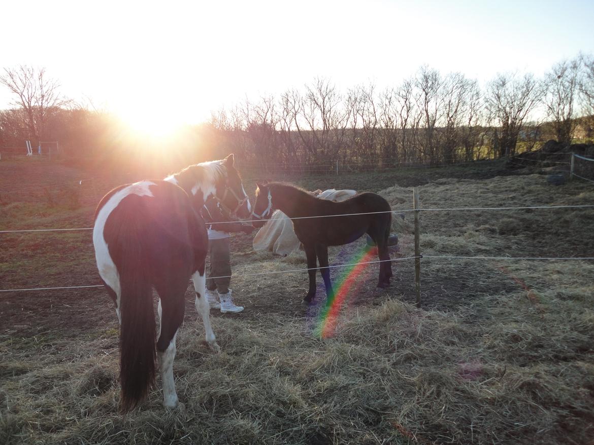 Frieser cardo.   solgt  billede 13