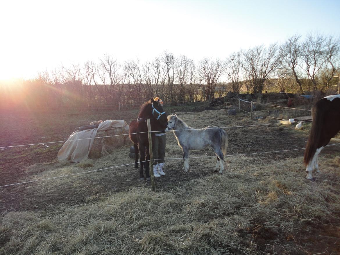 Frieser cardo.   solgt  billede 14