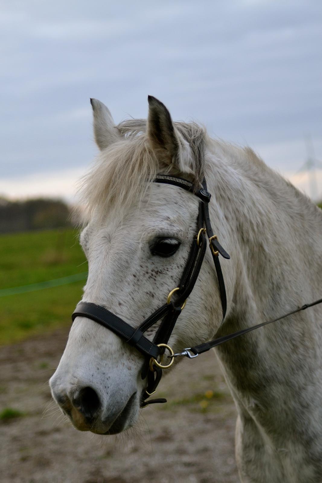 Anden særlig race Pasqual -My Unicorn- billede 31