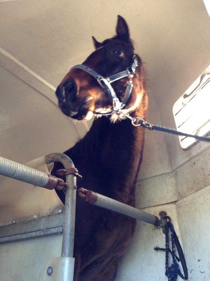 Dansk Varmblod Bakkegaardens Aslan (Tabasco) - Fredag den 22. november 2013. Dagen jeg hentede Aslan hjem :) billede 16
