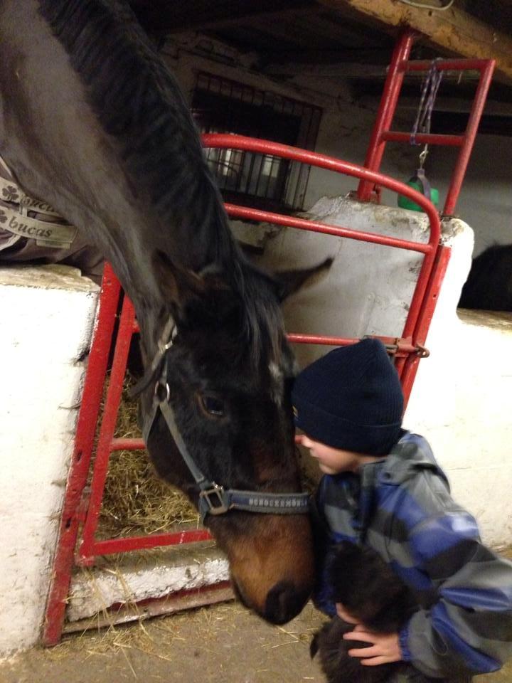 Dansk Varmblod Bakkegaardens Aslan (Tabasco) - Christians første møde med Aslan :) - Det ser ud til at de også bliver gode venner :) billede 6