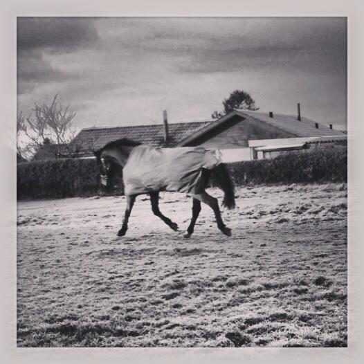 Dansk Varmblod Bakkegaardens Aslan (Tabasco) - Lørdag den 23. november 2013. Først fold-tur i Hatting :) billede 20