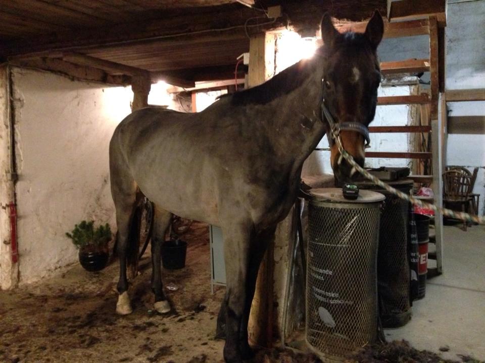 Dansk Varmblod Bakkegaardens Aslan (Tabasco) - Så blev bamsen trimmet :D billede 14