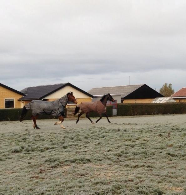 Dansk Varmblod Bakkegaardens Aslan (Tabasco) - Aslan i lækker fri trav :D billede 23