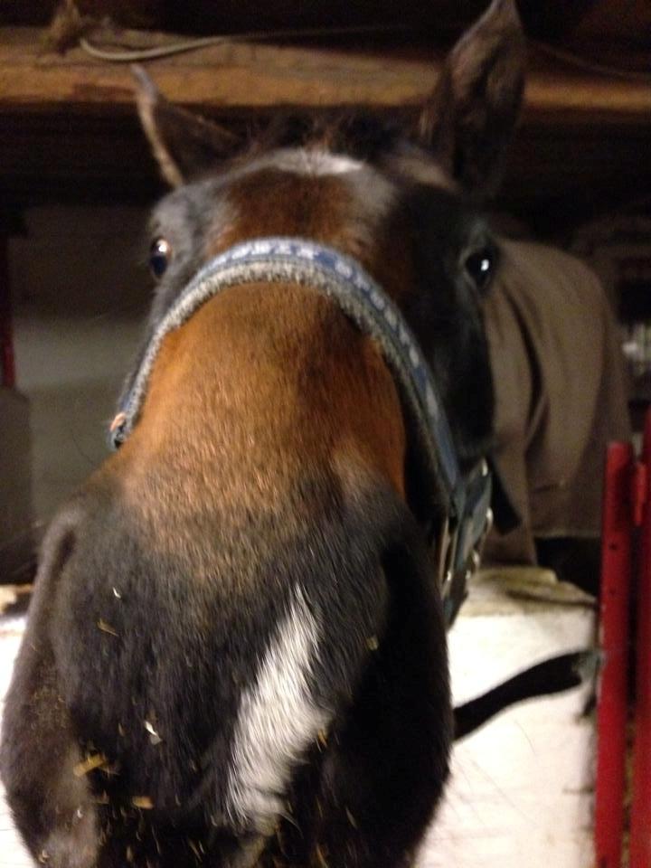 Dansk Varmblod Bakkegaardens Aslan (Tabasco) - Øhhh hvad er lige det du har der :D billede 31