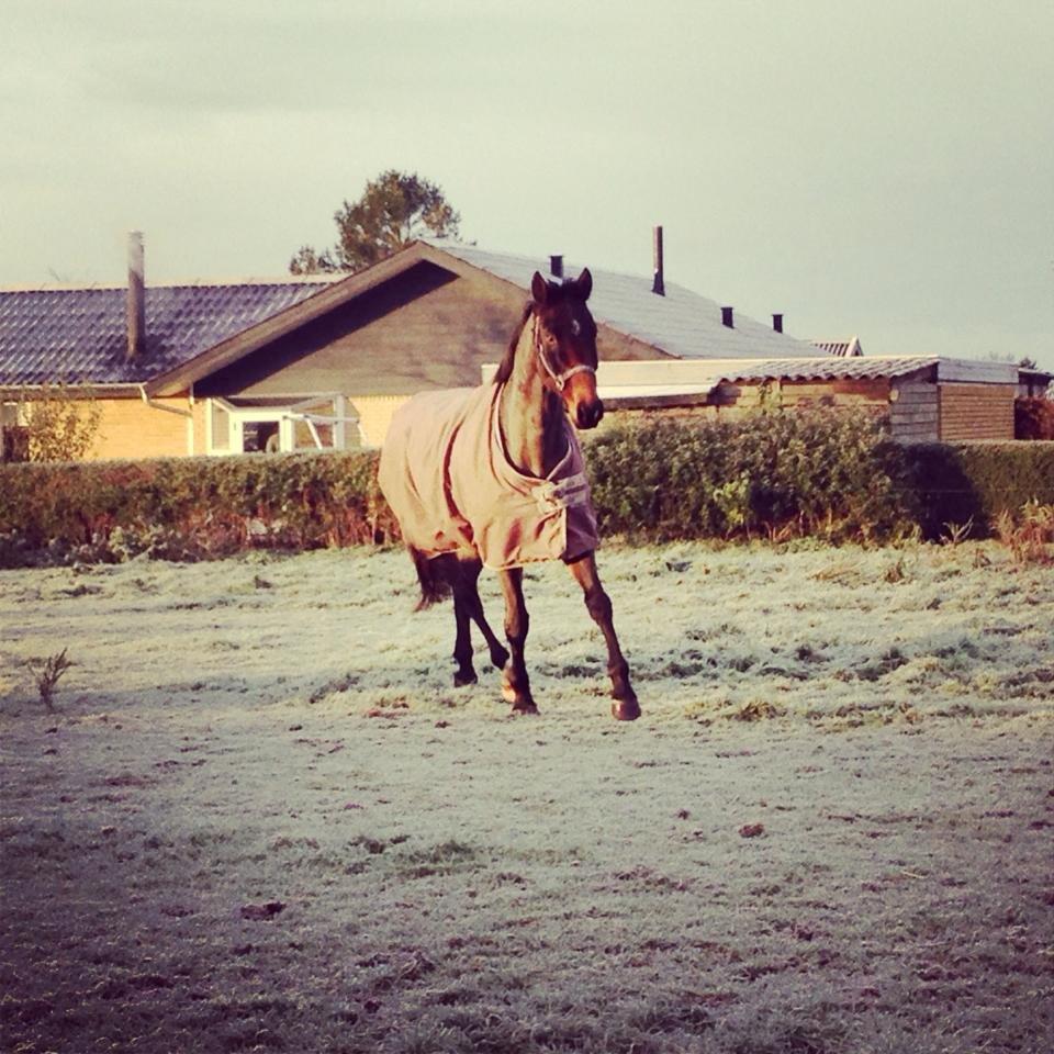 Dansk Varmblod Bakkegaardens Aslan (Tabasco) - Lækkerbisken på folden 23/11-2013. billede 21