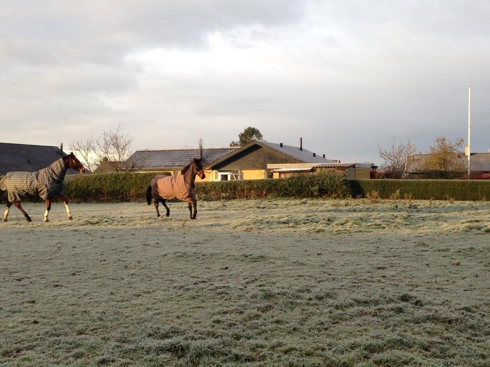 Dansk Varmblod Bakkegaardens Aslan (Tabasco) - Her kommer jeg :D billede 24