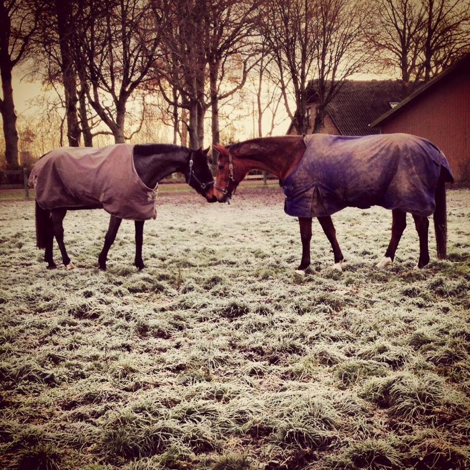 Dansk Varmblod Bakkegaardens Aslan (Tabasco) - Aslan hilser på staldens eneste hoppe Polly :) billede 22