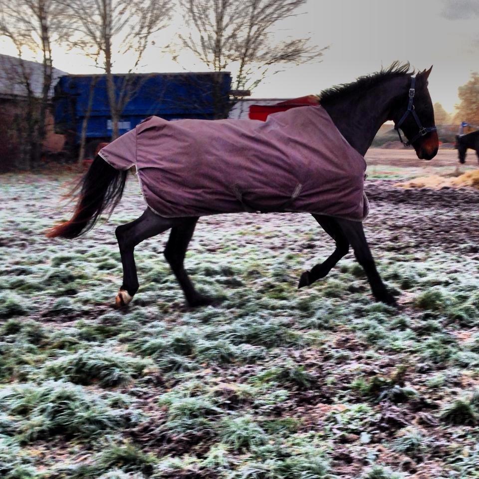 Dansk Varmblod Bakkegaardens Aslan (Tabasco) - Han er da fin, synes du ikke? :) billede 26