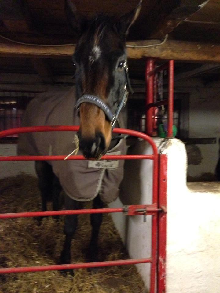 Dansk Varmblod Bakkegaardens Aslan (Tabasco) - Tak fordi du kiggede forbi, jeg vil løbende lægge nye og mere forskellige billeder op på Aslans profil :) billede 27