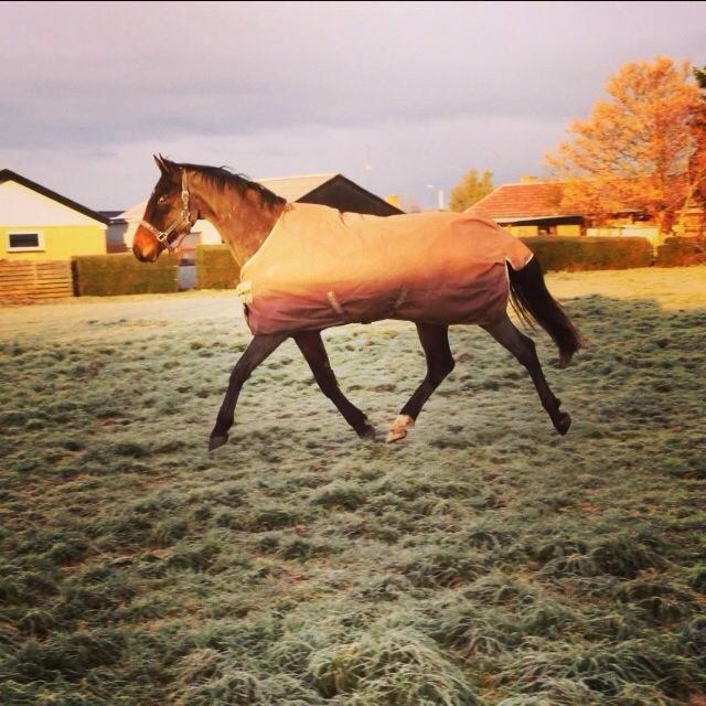 Dansk Varmblod Bakkegaardens Aslan (Tabasco) - Velkommen til Tabascos profil :)


Foldbillede 23. november 2013. billede 25