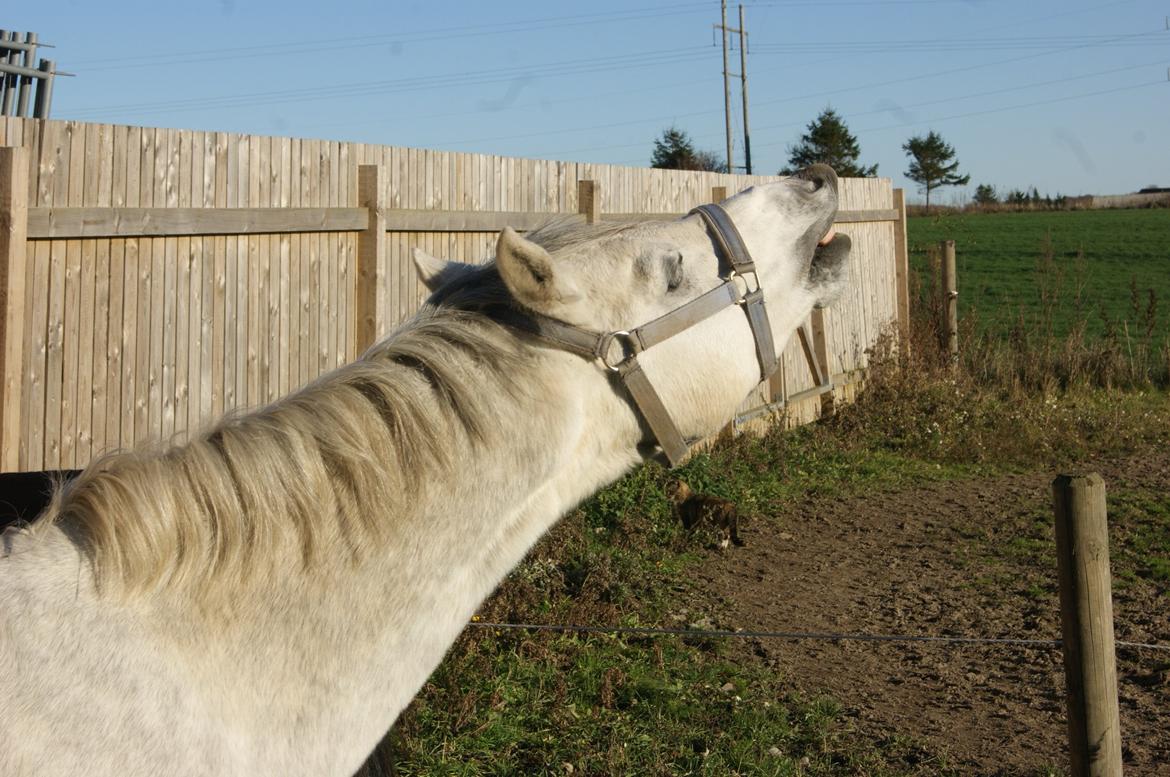 Welsh Pony (sec B) Bjerregårds Raiman (Lånepony) - Her lugter dejligt! billede 2