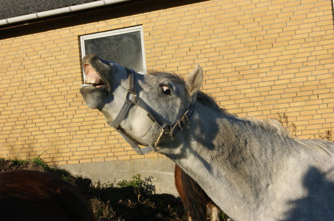 Welsh Pony (sec B) Bjerregårds Raiman (Lånepony) - Rigtig dejligt af damer! billede 3