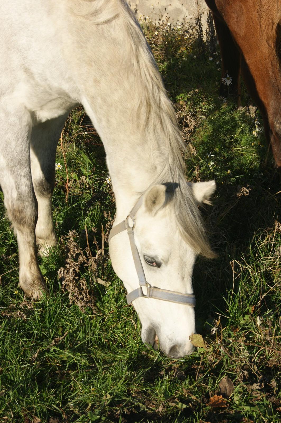 Welsh Pony (sec B) Bjerregårds Raiman (Lånepony) - Mmm... Lækkert græs :P billede 4