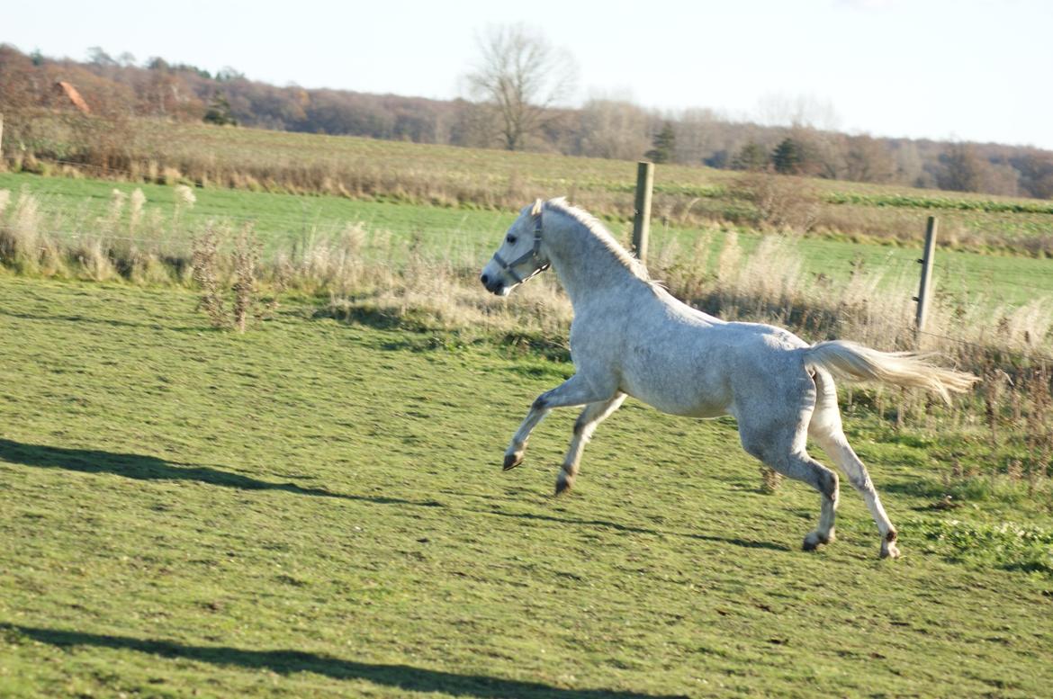 Welsh Pony (sec B) Bjerregårds Raiman (Lånepony) - Fuld fart fremad!! billede 5