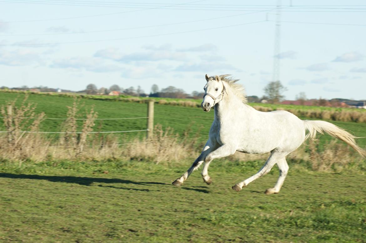 Welsh Pony (sec B) Bjerregårds Raiman (Lånepony) - Galop:) billede 6