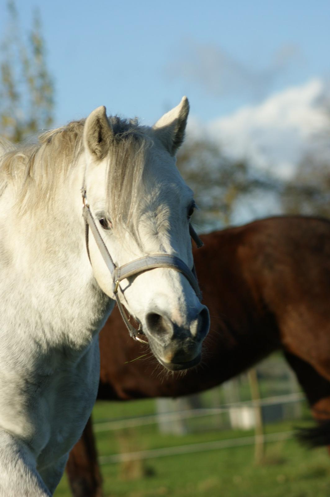 Welsh Pony (sec B) Bjerregårds Raiman (Lånepony) - Se hvor store mine næsebore kan blive xD billede 7