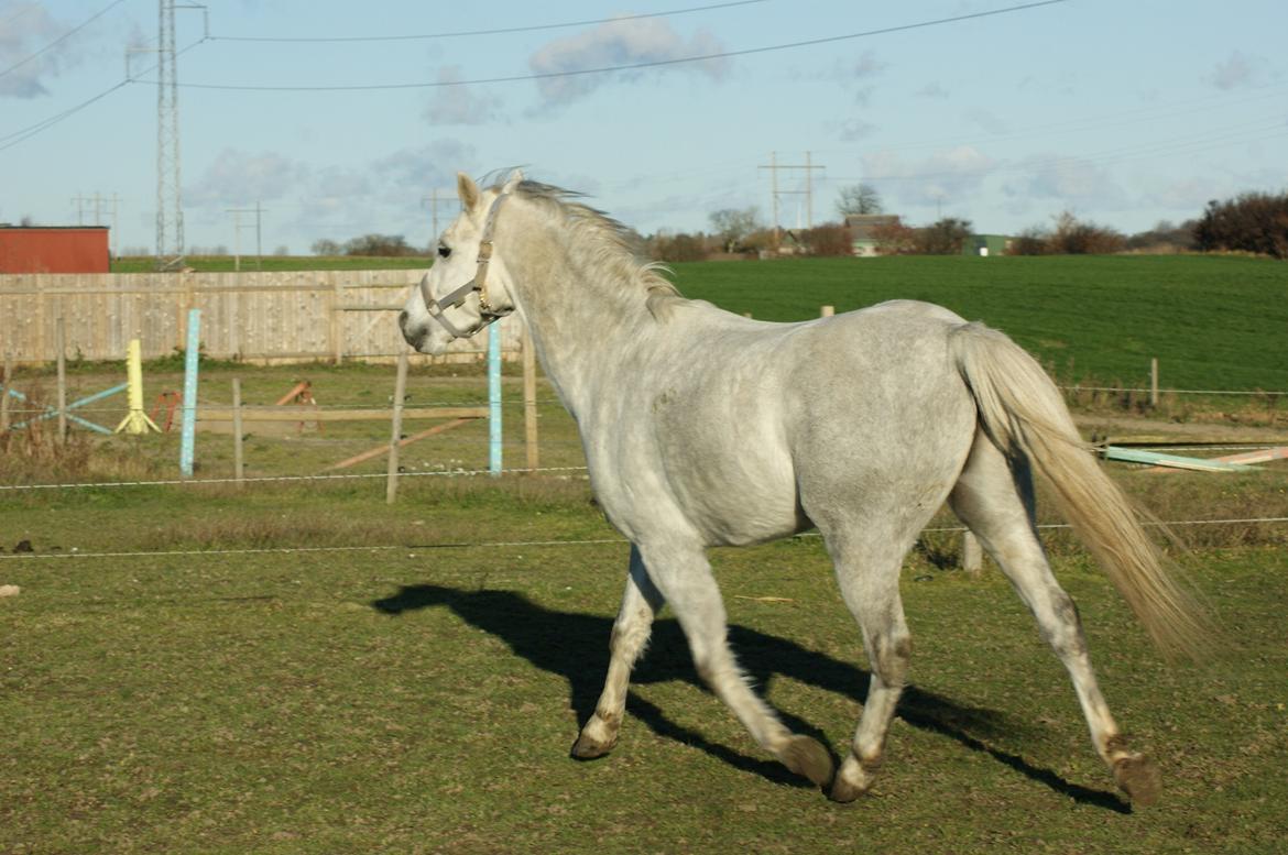 Welsh Pony (sec B) Bjerregårds Raiman (Lånepony) - Trav :-) billede 8